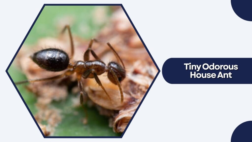 Tiny Odorous House Ant