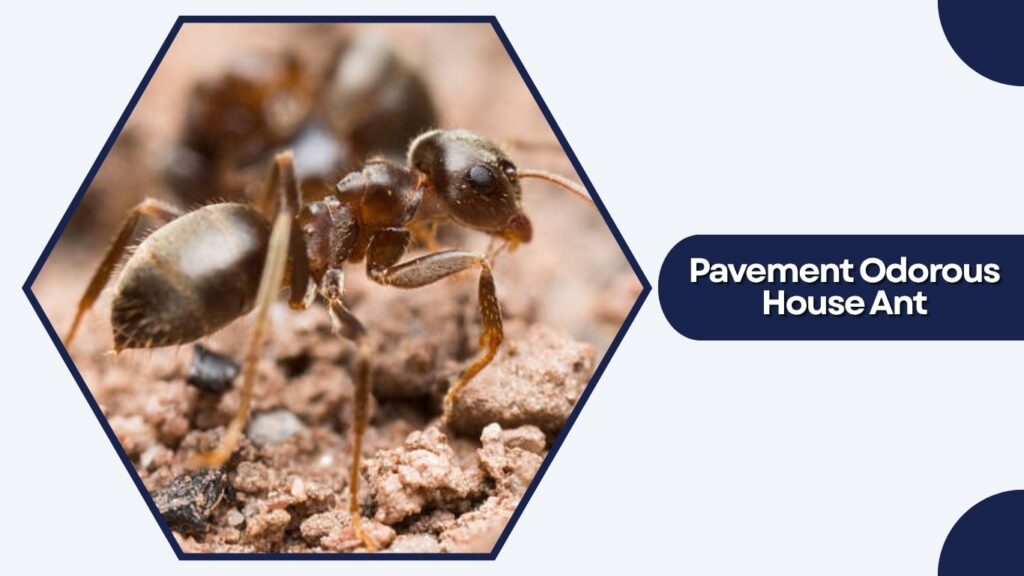 Pavement Odorous House Ant