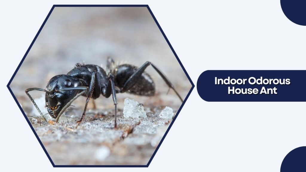 Indoor Odorous House Ant