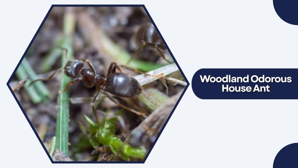 Woodland Odorous House Ant
