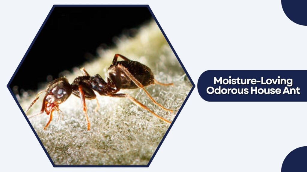 Moisture-Loving Odorous House Ant