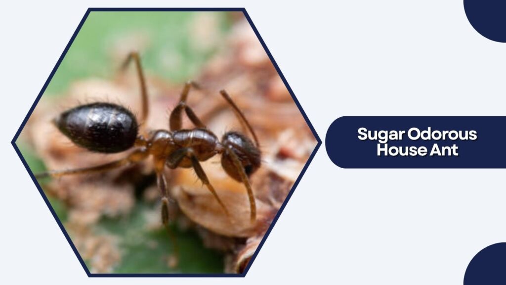 Sugar Odorous House Ant