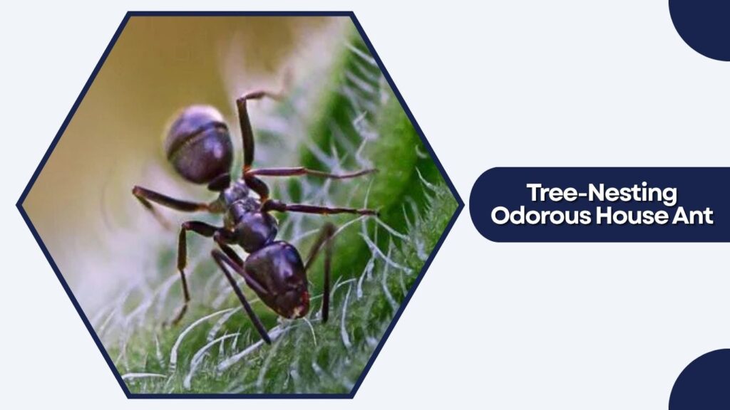 Tree-Nesting Odorous House Ant
