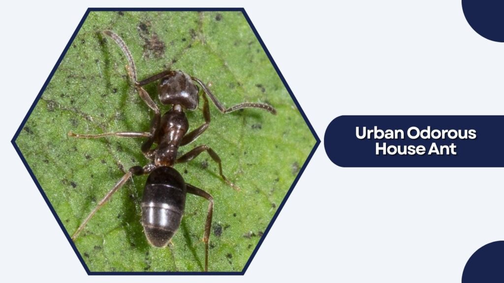 Urban Odorous House Ant