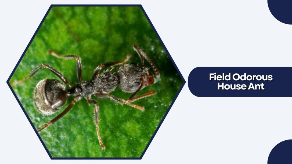 Field Odorous House Ant