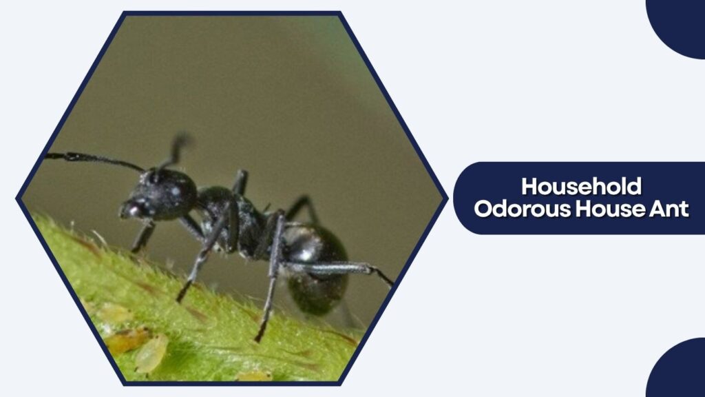 Household Odorous House Ant