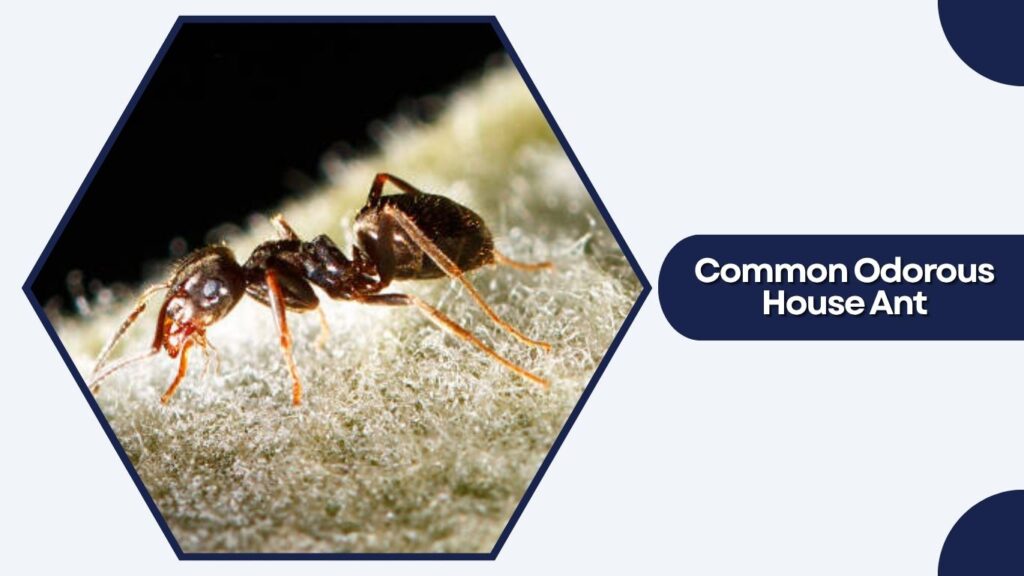 Common Odorous House Ant