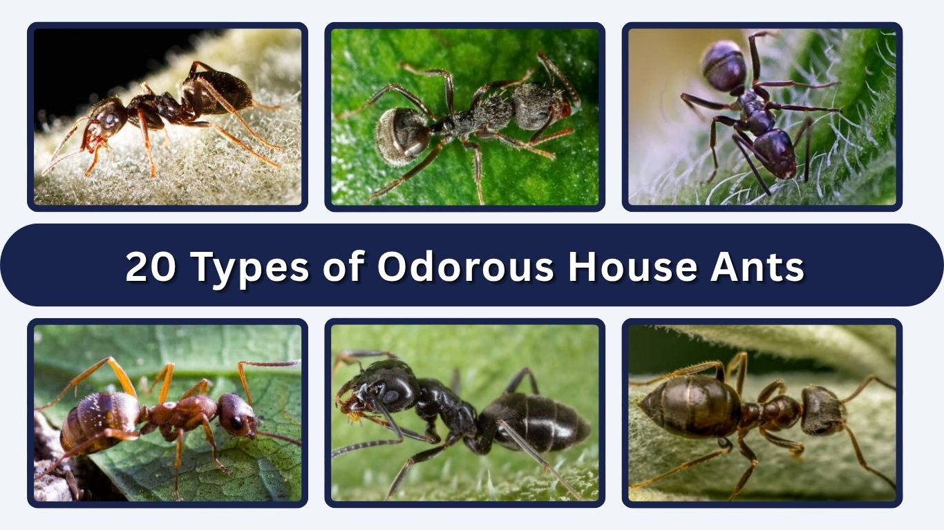 20 Types of Odorous House Ants: Identification with Pictures