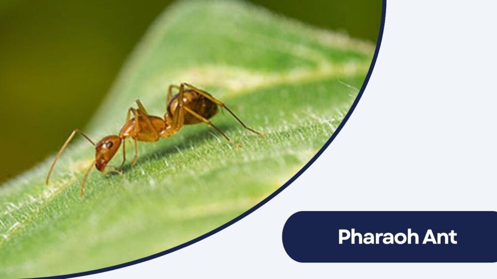 Pharaoh Ant