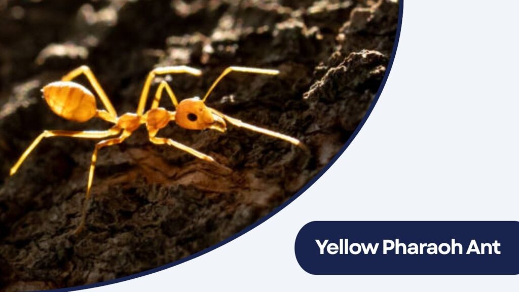 Yellow Pharaoh Ant