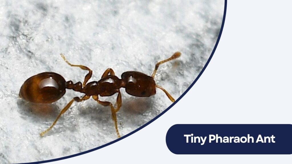 Tiny Pharaoh Ant