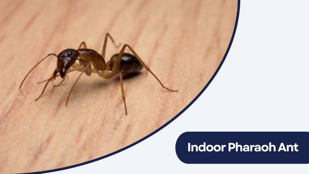 Indoor Pharaoh Ant