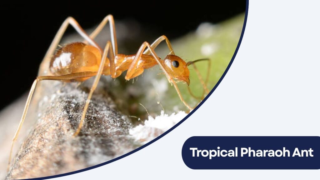 Tropical Pharaoh Ant