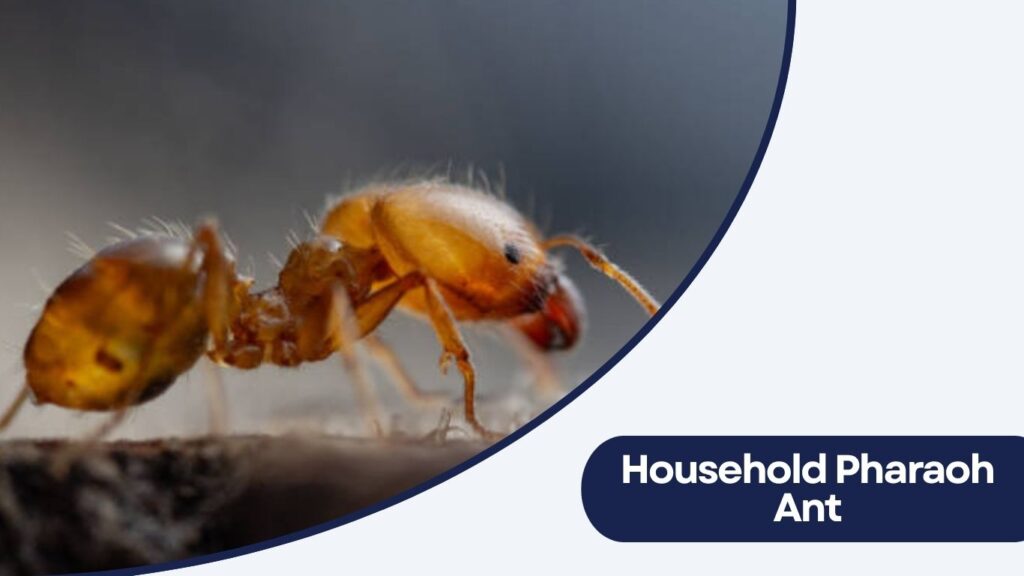 Household Pharaoh Ant