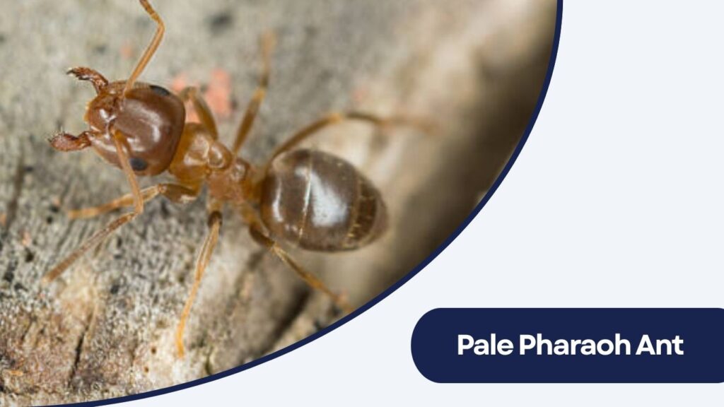 Pale Pharaoh Ant