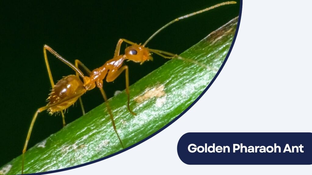 Golden Pharaoh Ant