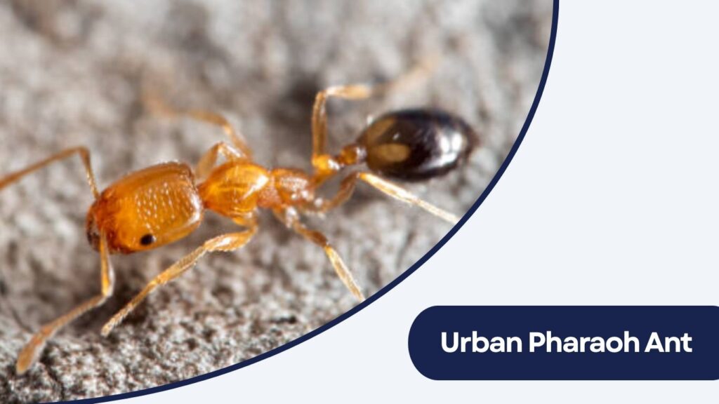 Urban Pharaoh Ant