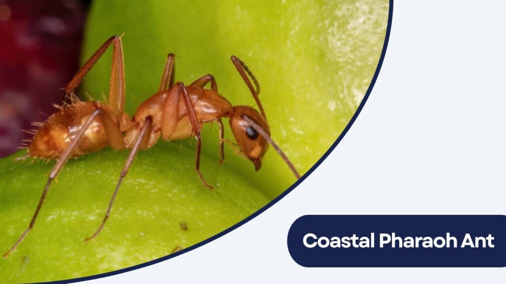 Coastal Pharaoh Ant
