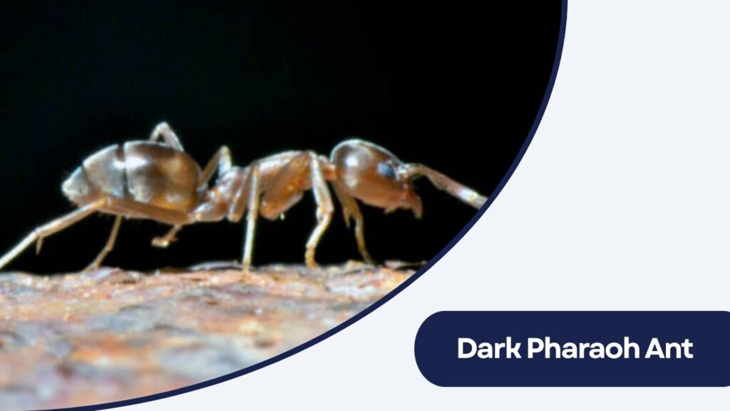 Dark Pharaoh Ant