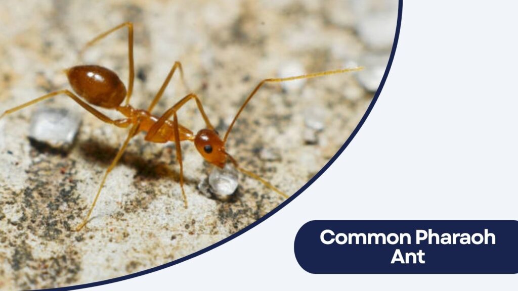 Common Pharaoh Ant