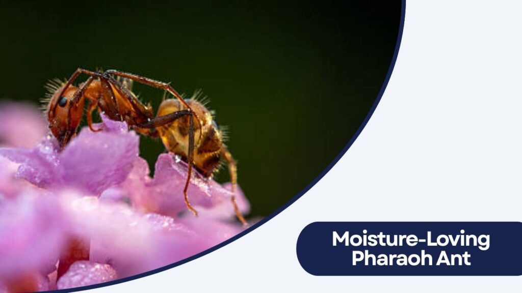 Moisture-Loving Pharaoh Ant