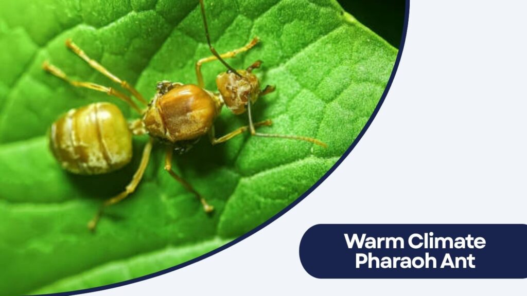 Warm Climate Pharaoh Ant