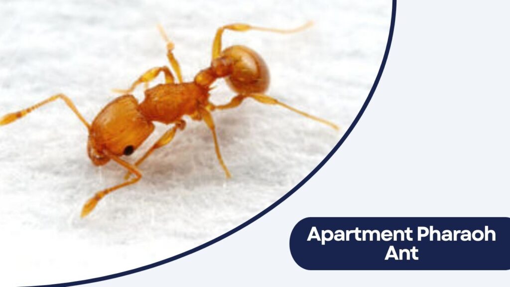 Apartment Pharaoh Ant