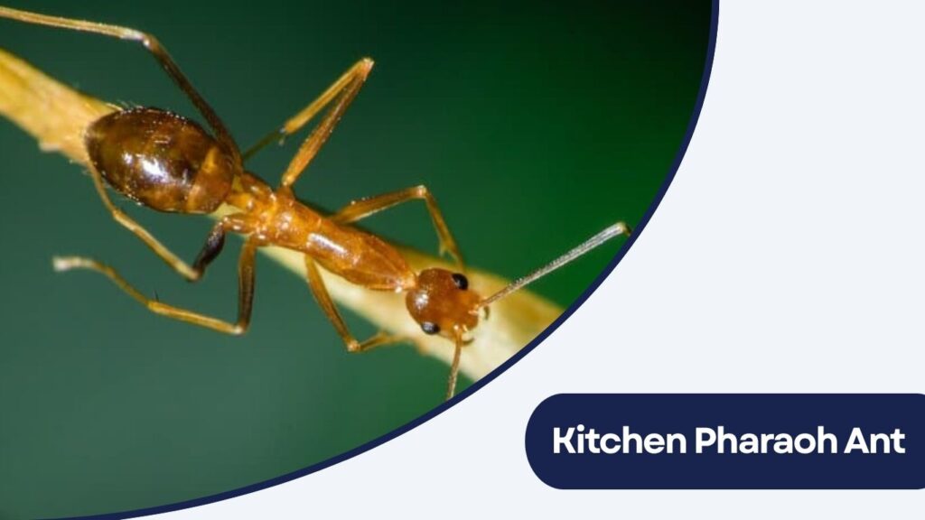 Kitchen Pharaoh Ant