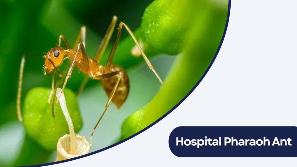 Hospital Pharaoh Ant