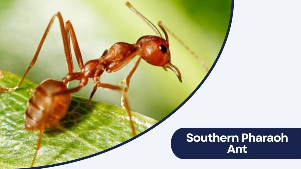 Southern Pharaoh Ant