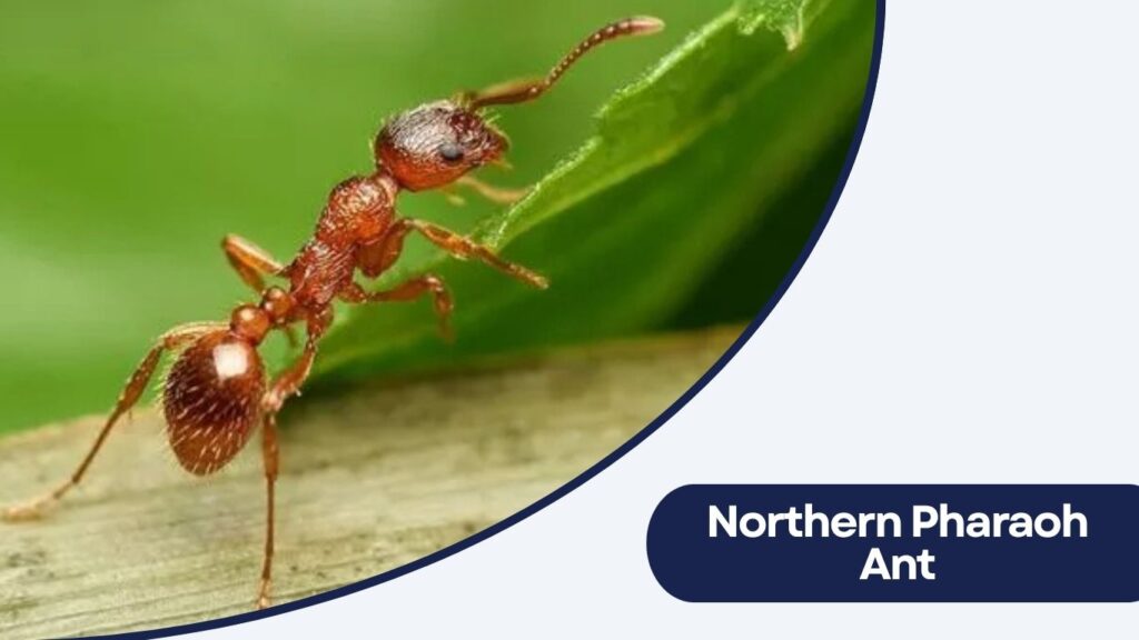 Northern Pharaoh Ant