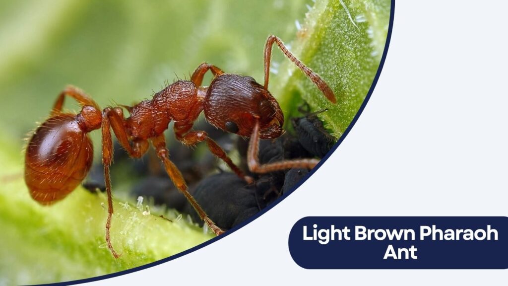Light Brown Pharaoh Ant