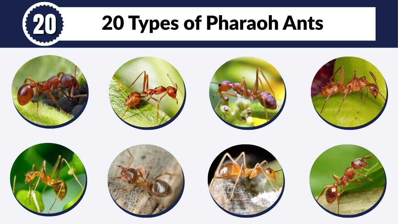 20 Types of Pharaoh Ants and How to Identify Them