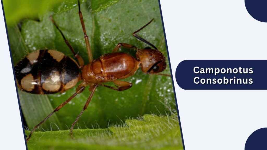 Camponotus Consobrinus