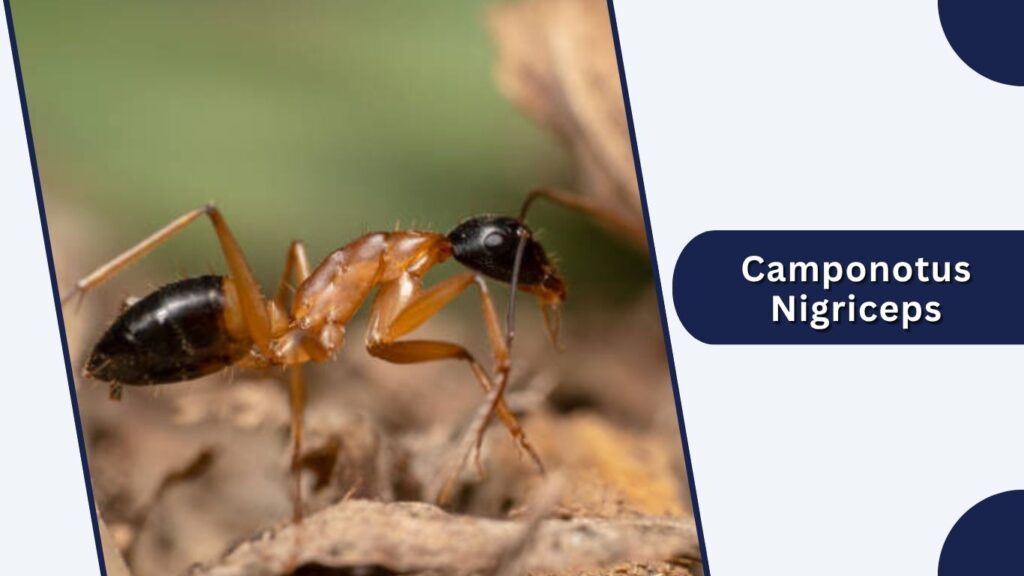 Camponotus Nigriceps