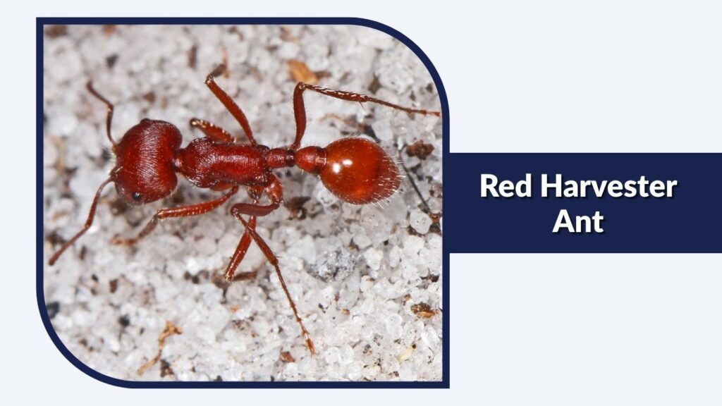 Red Harvester Ant