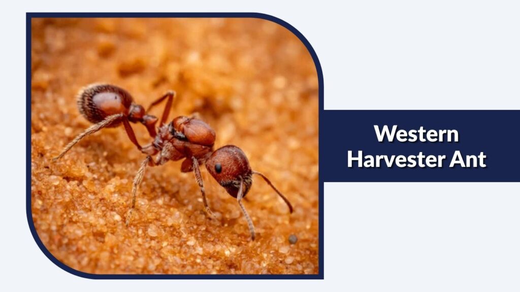 Western Harvester Ant