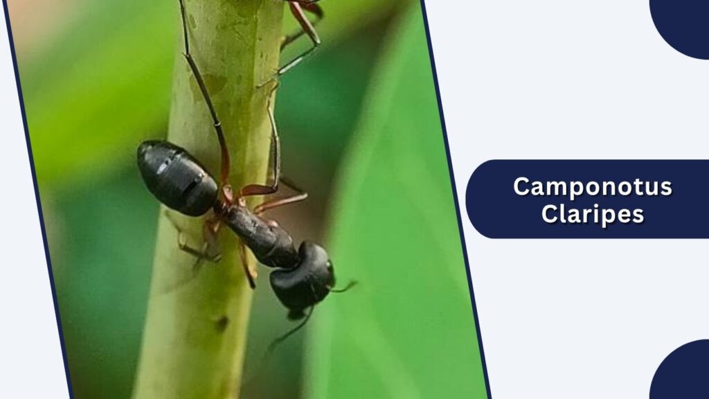 Camponotus Claripes