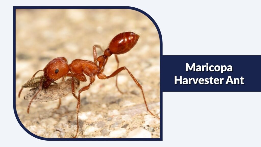 Maricopa Harvester Ant
