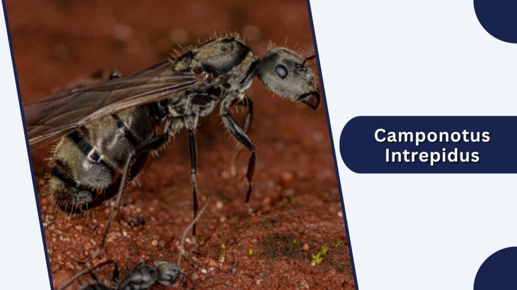 Camponotus Intrepidus
