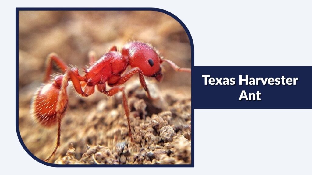 Texas Harvester Ant