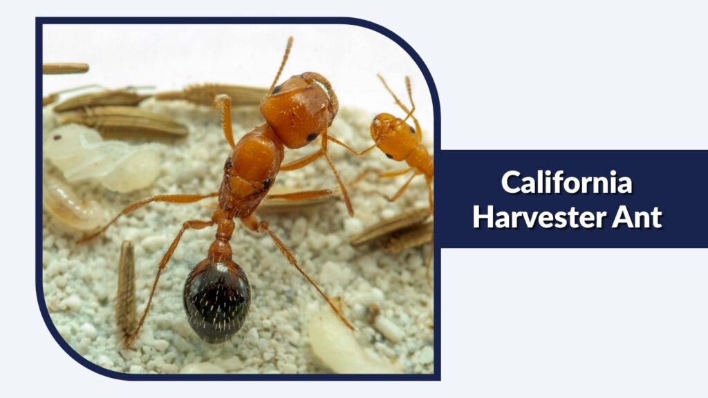 California Harvester Ant