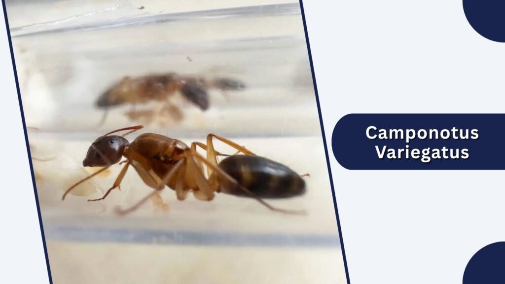 Camponotus Variegatus