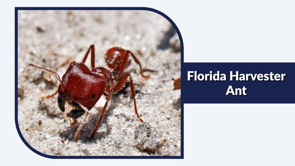 Florida Harvester Ant