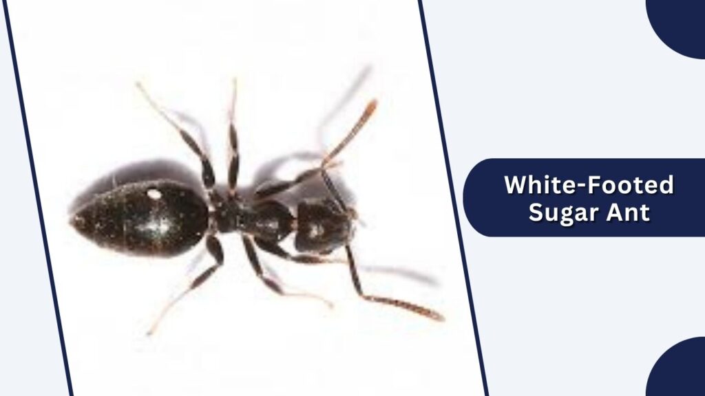 White-Footed Sugar Ant