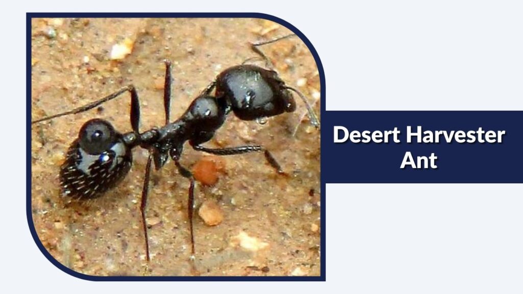 Desert Harvester Ant