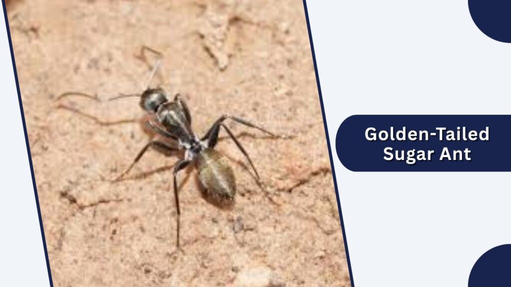 Golden-Tailed Sugar Ant