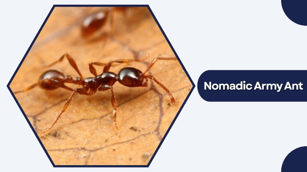 Nomadic Army Ant