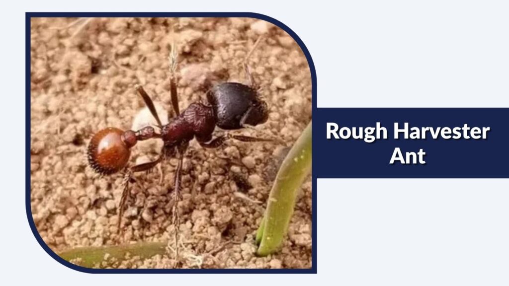 Rough Harvester Ant