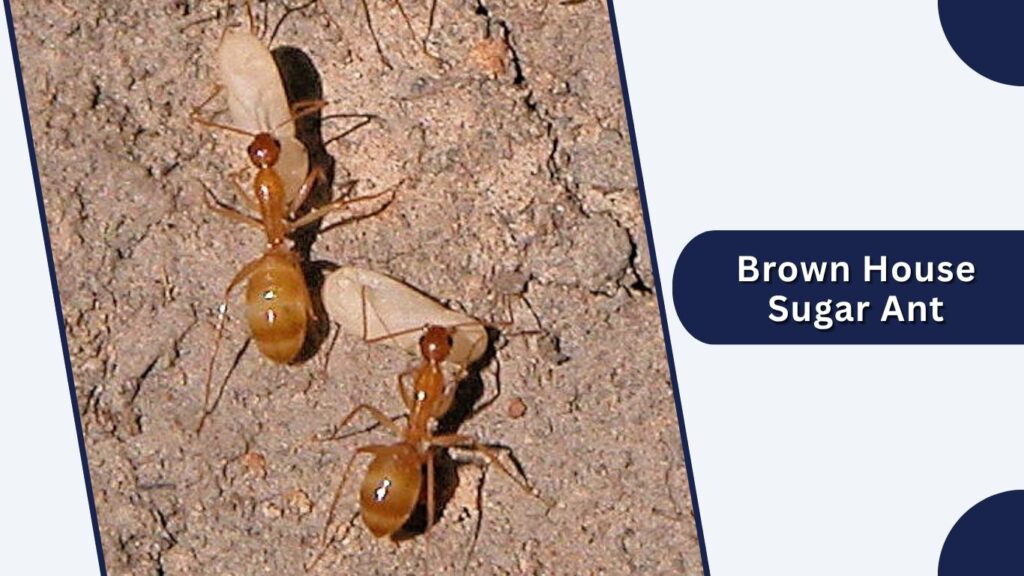Brown House Sugar Ant